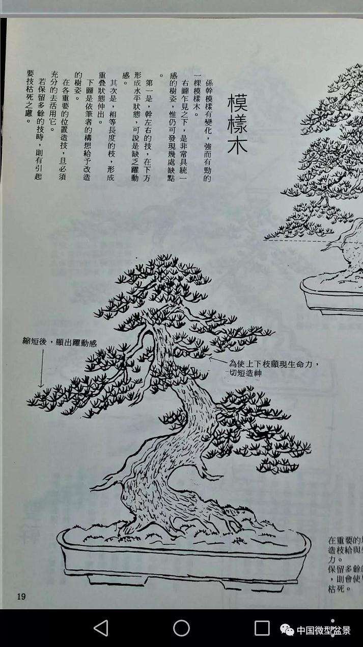 盆景造型前准备工作有哪些