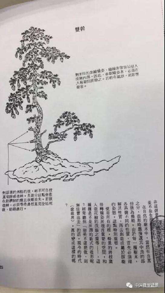 盆景造型前准备工作有哪些