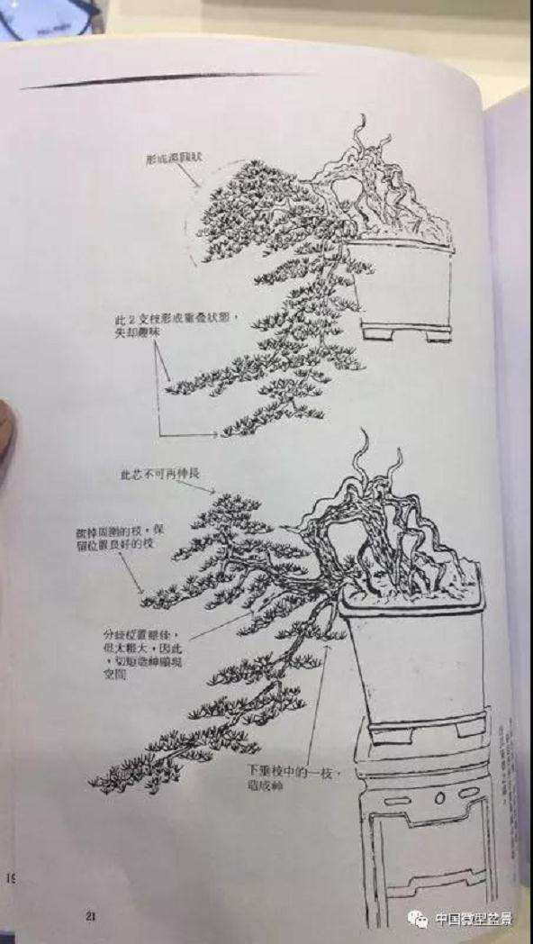 盆景造型前准备工作有哪些