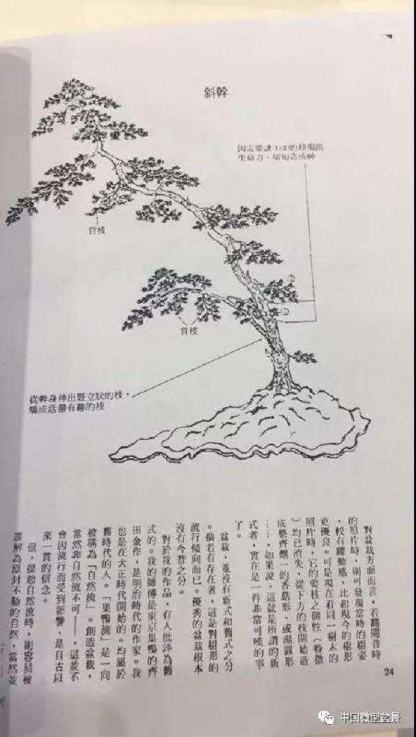 盆景造型前准备工作有哪些