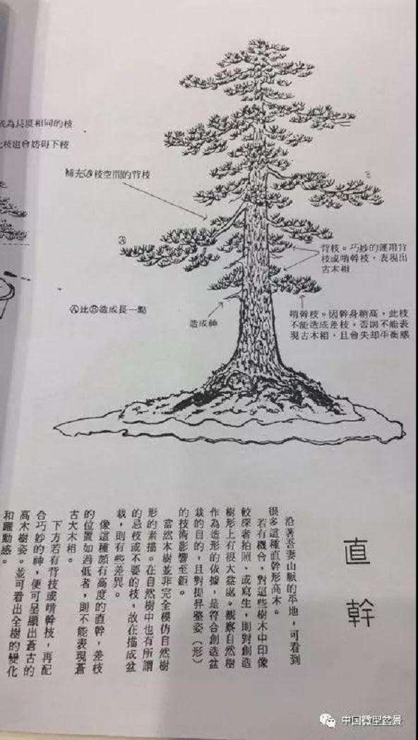 盆景造型前准备工作有哪些