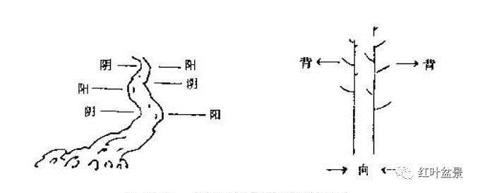 盆景构思与制作方法