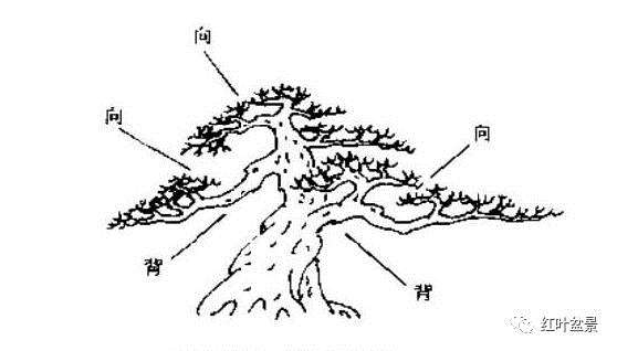 盆景构思与制作方法
