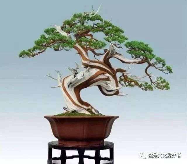 怎么制作出盆景的力感与动感