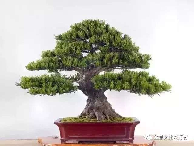 怎么制作出盆景老桩的力感与动感 图片