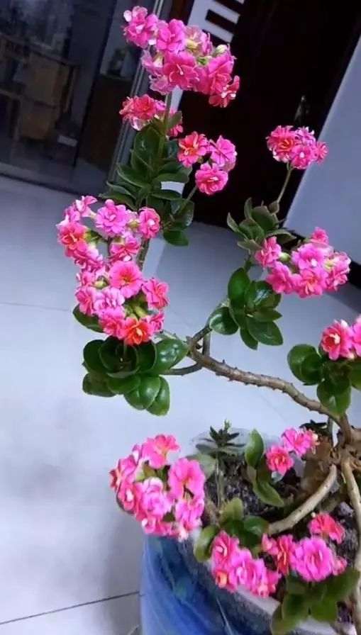 长寿花盆景怎么修剪的方法