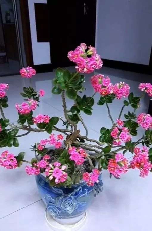 长寿花盆景怎么修剪的方法