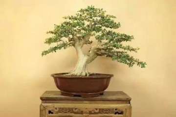 黄杨盆景怎么养护 做好光照和浇水