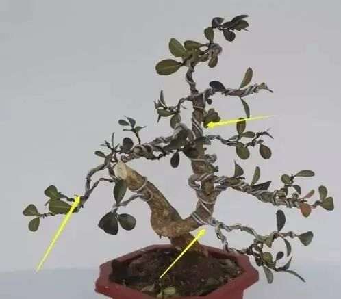 黄杨盆景造型以后什么时候拆铝丝线