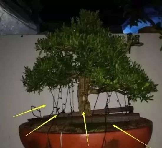 黄杨盆景造型以后什么时候拆铝丝线