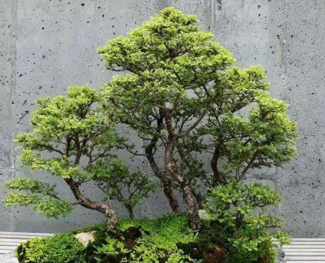 榕树盆景掉叶子怎么办