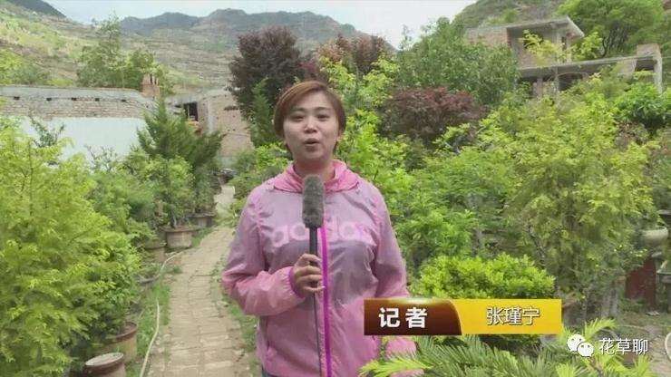 一个园中有千盆盆景