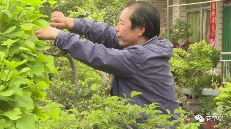 一个园中有千盆盆景