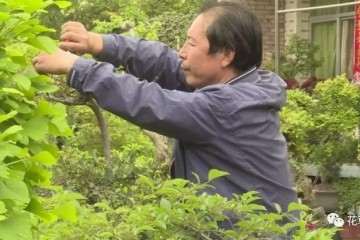 武都 一个园中有千盆盆景 怎么种？