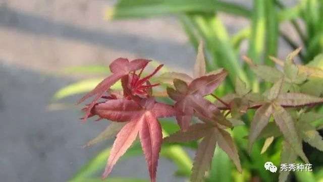 红枫盆景叶子不红 怎么办 图片