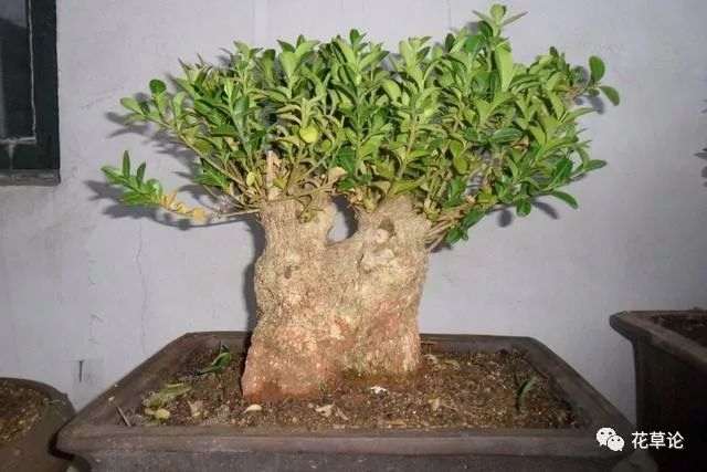 怎么制作最好的盆景土壤