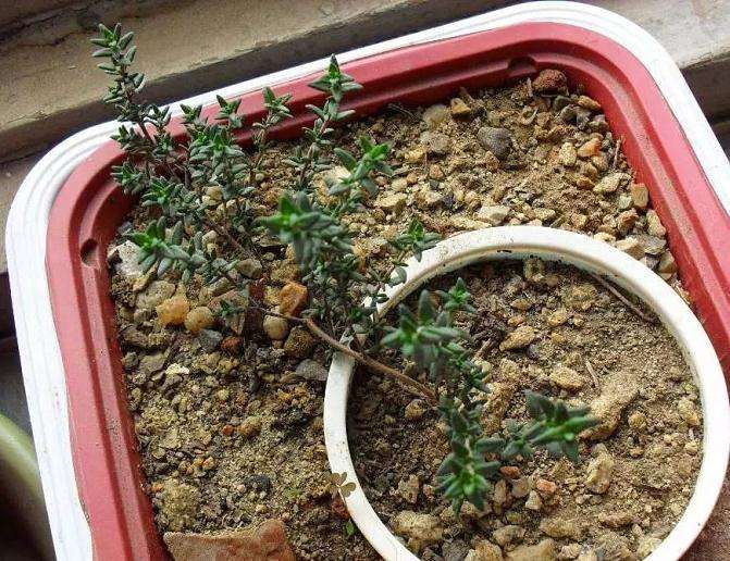 盆景怎么压条繁殖的技术原理