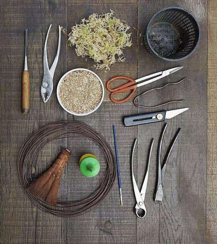 盆景怎么压条繁殖的技术原理