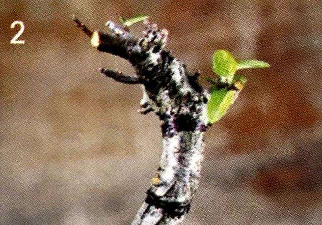 盆景怎么压条繁殖的技术原理