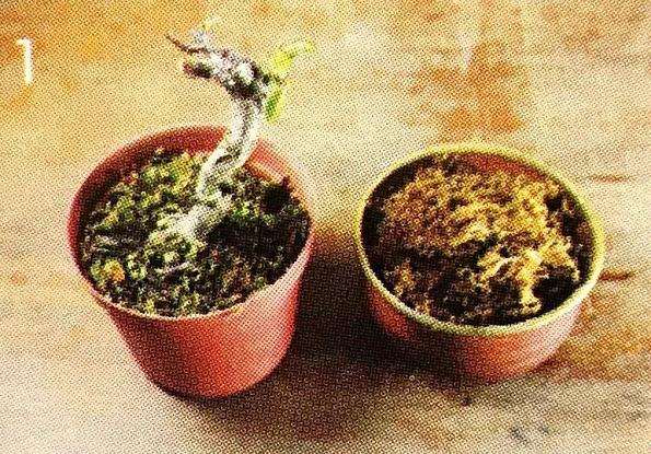 盆景怎么压条繁殖的技术原理