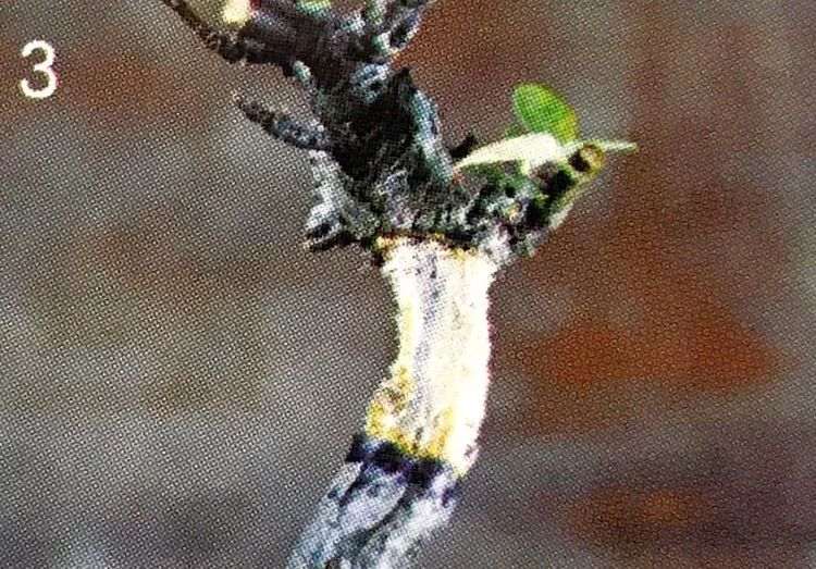 图解 盆景怎么压条繁殖的技术原理