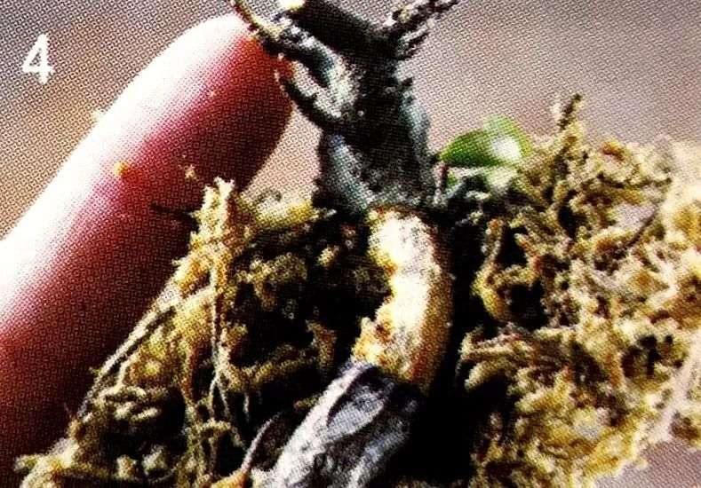 图解 盆景怎么压条繁殖的技术原理