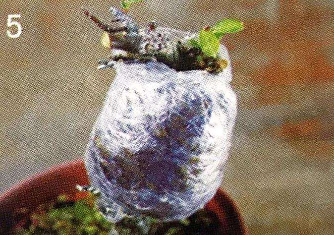 图解 盆景怎么压条繁殖的技术原理