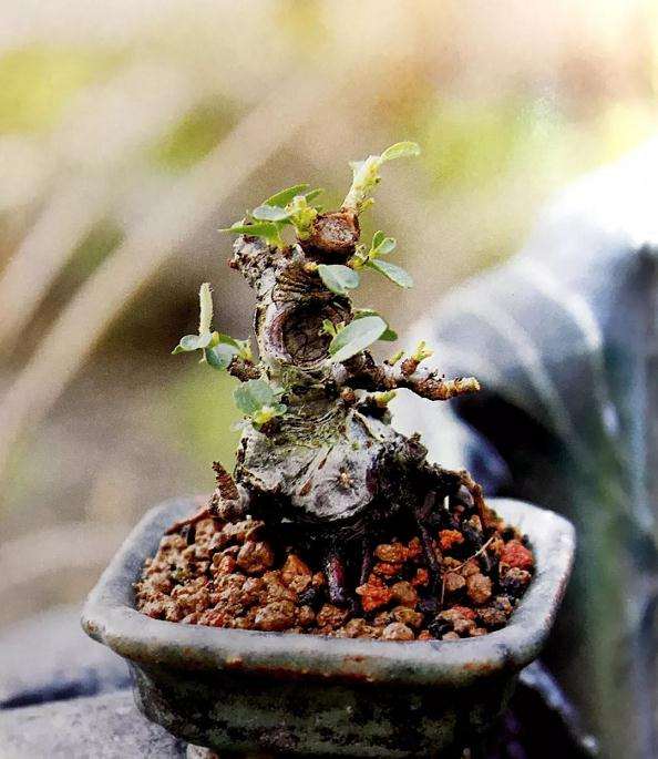 图解 盆景怎么压条繁殖的技术原理