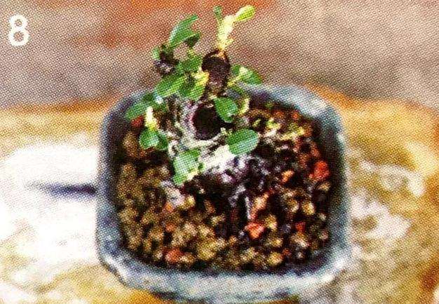 图解 盆景怎么压条繁殖的技术原理