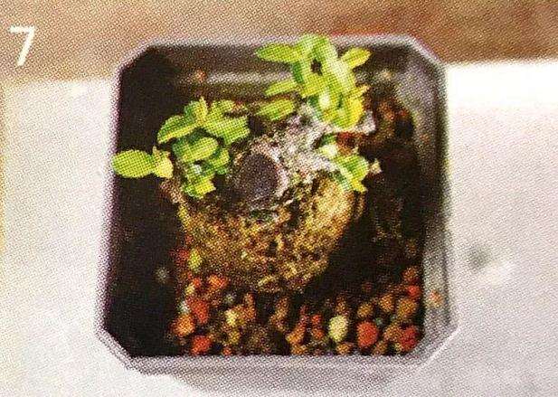 图解 盆景怎么压条繁殖的技术原理