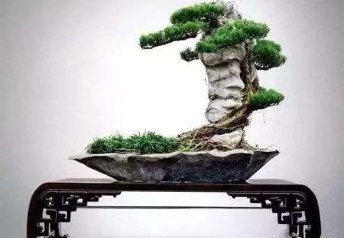 怎么制作岭南附石盆景的方法