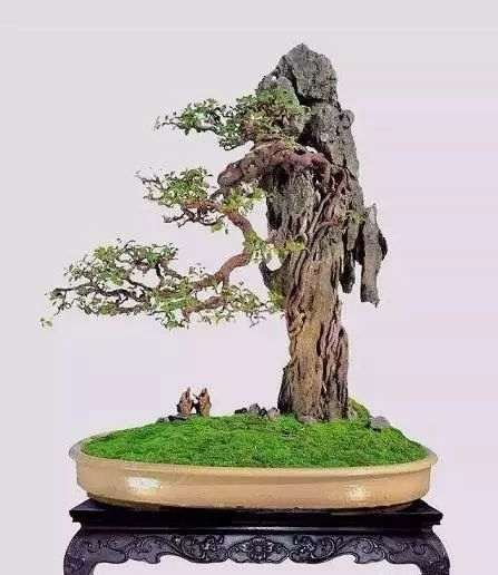 怎么制作岭南附石盆景的方法