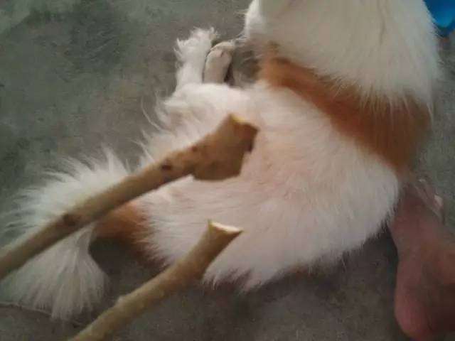 怎么用五金工具起钉器制作盆景破杆钳