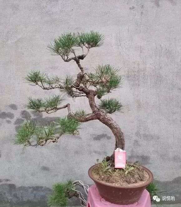 怎么给黑松盆景的土壤施肥最好