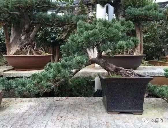 怎么给黑松盆景的土壤施肥最好