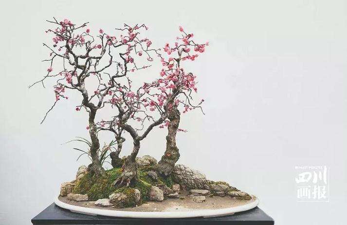 川派盆景 走进盆景里的山水 走进温江