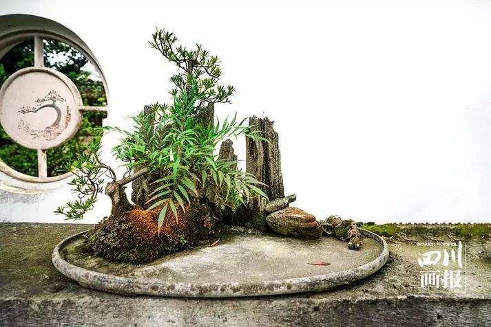川派盆景 走进盆景里的山水 走进温江