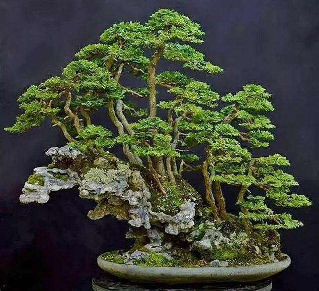 盆景怎么实现产业规模化制作