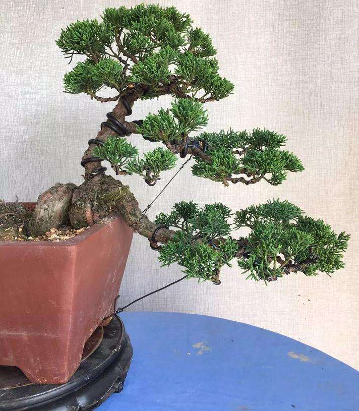 盆景怎么实现产业规模化制作