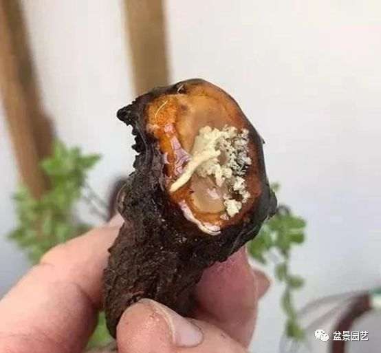 图解 枝条怎么扦插迅速制作盆景的方法