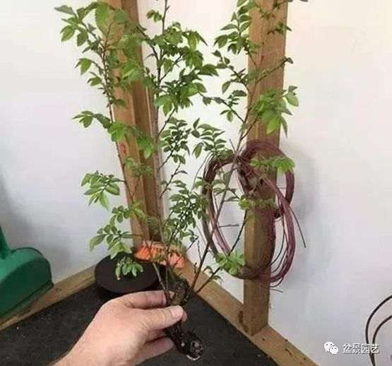 图解 枝条怎么扦插迅速制作盆景的方法