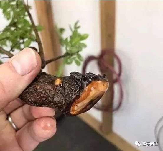 图解 枝条怎么扦插迅速制作盆景的方法