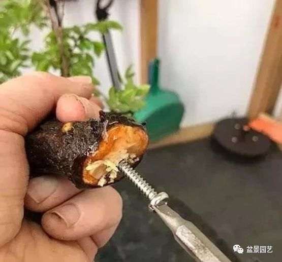 图解 枝条怎么扦插迅速制作盆景的方法