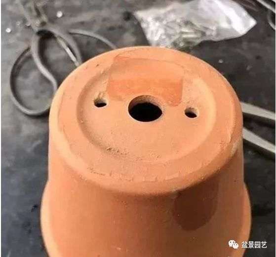 图解 枝条怎么扦插迅速制作盆景的方法