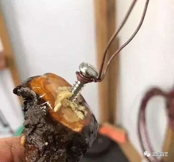 图解 枝条怎么扦插迅速制作盆景的方法