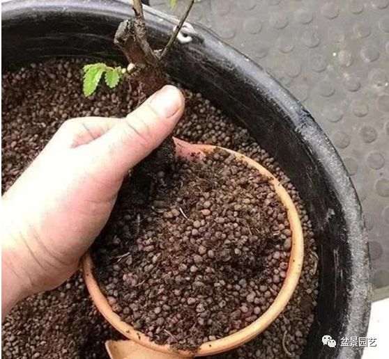 图解 枝条怎么扦插迅速制作盆景的方法