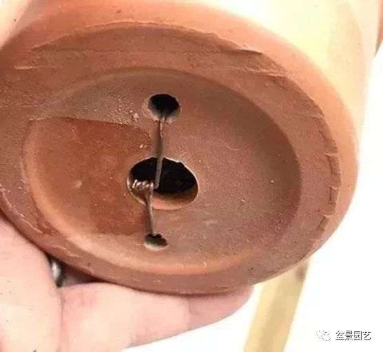 图解 枝条怎么扦插迅速制作盆景的方法