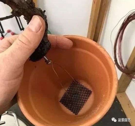 图解 枝条怎么扦插迅速制作盆景的方法