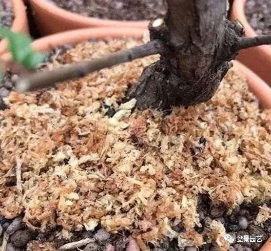 图解 枝条怎么扦插迅速制作盆景的方法