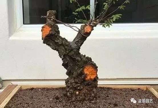 图解 枝条怎么扦插迅速制作盆景的方法